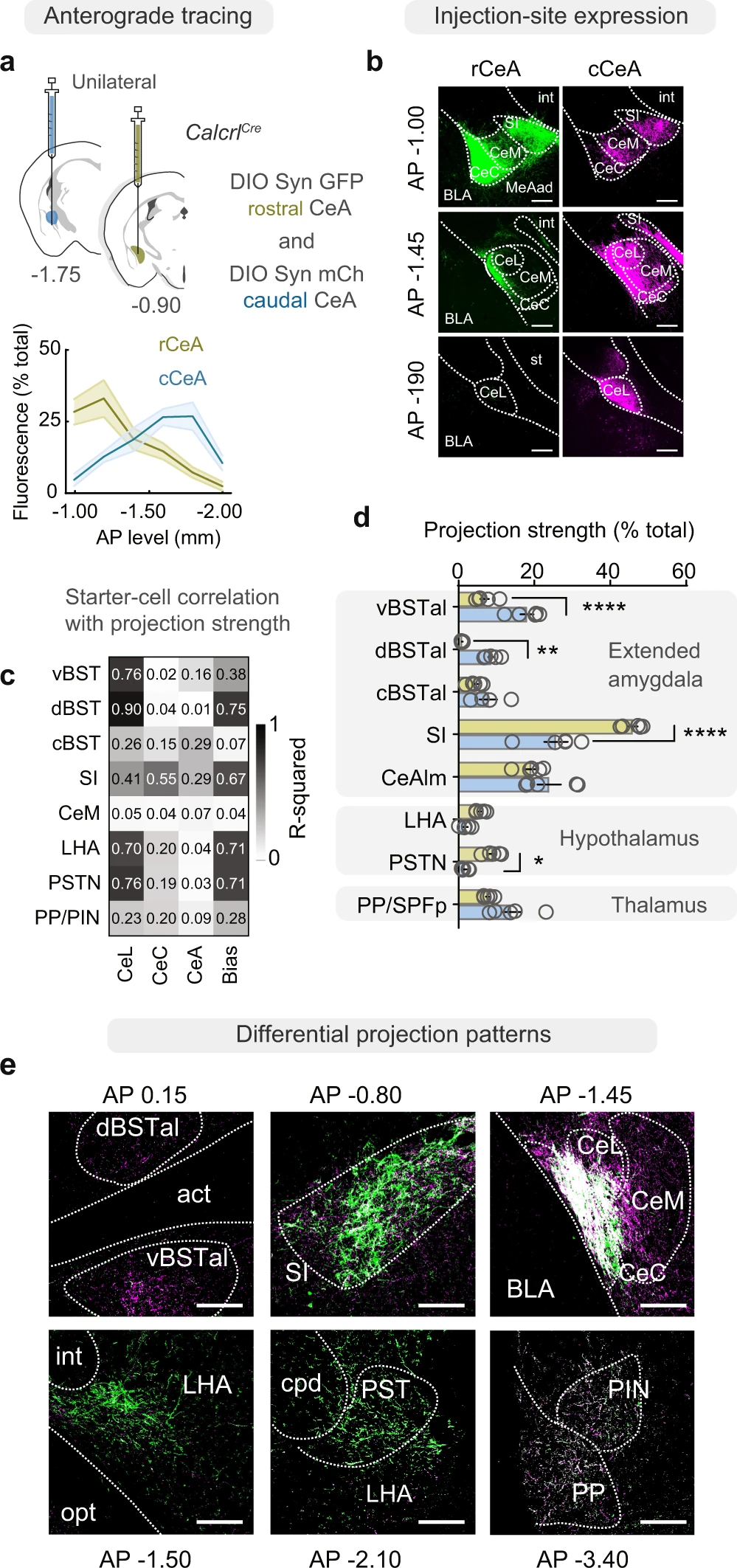 Topographic representation of current and future threats in the mouse nociceptive amygdala