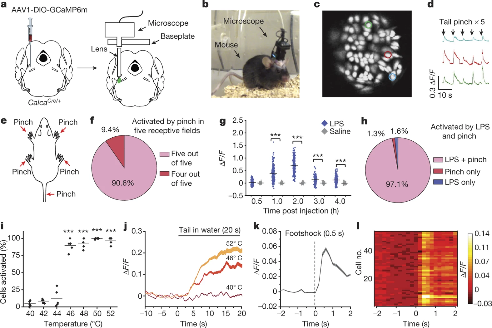 Encoding of danger by parabrachial CGRP neurons