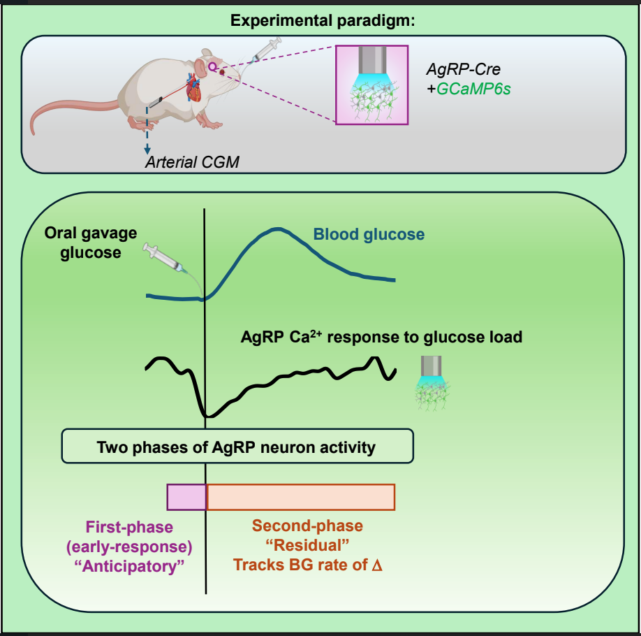 AgRP Neuron Activity Predicts and Tracks the Glycemic Response to Oral Glucose