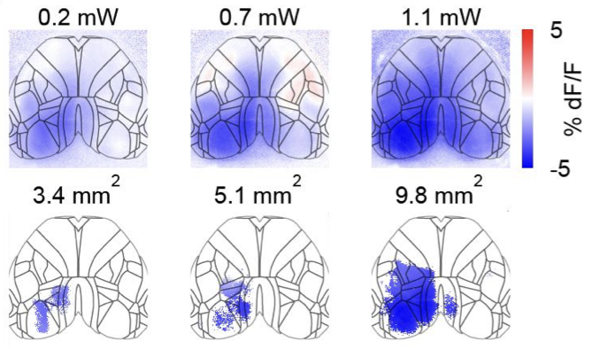 Simultaneous mesoscopic measurement and manipulation of mouse cortical activity