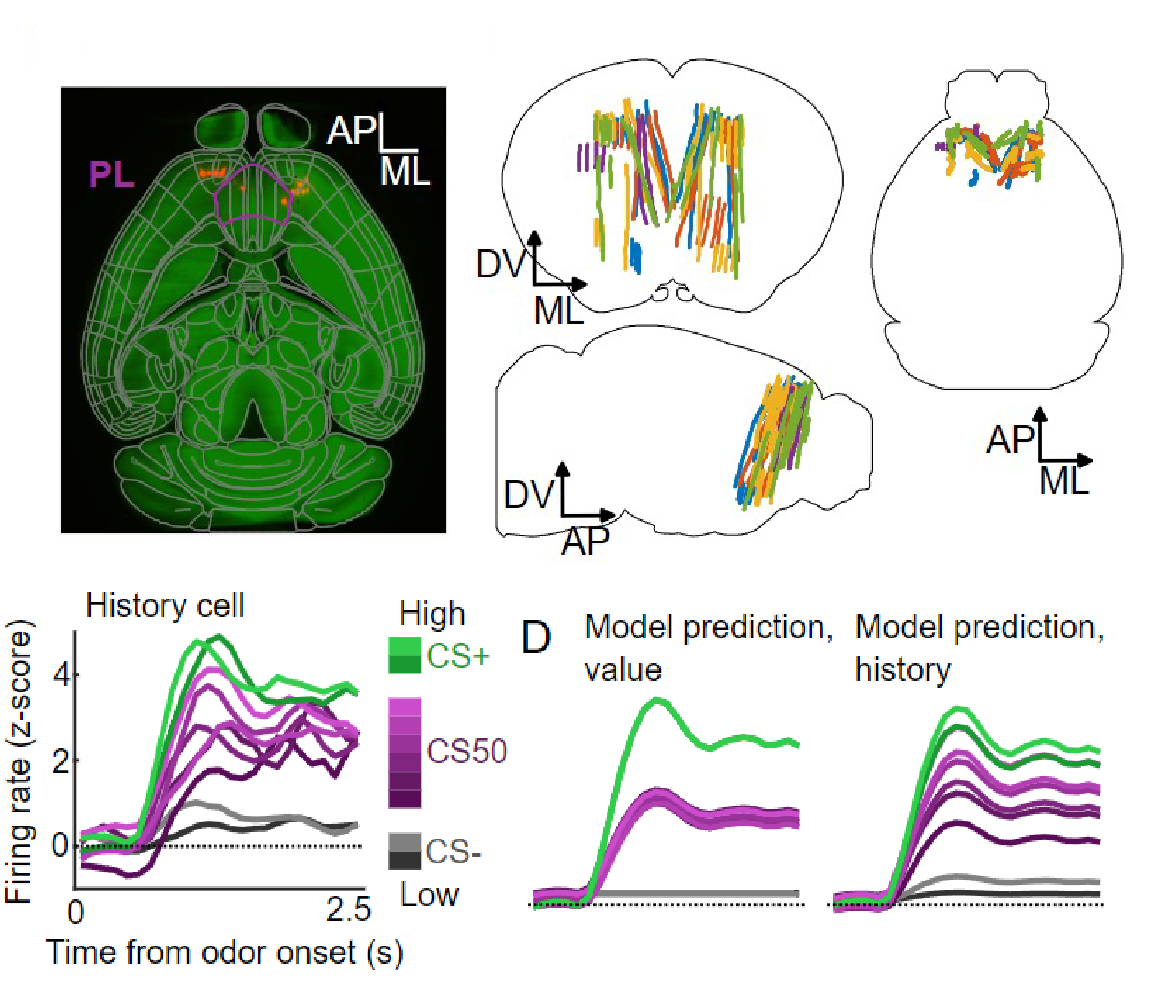 A stable, distributed code for cue value in mouse cortex during reward learning