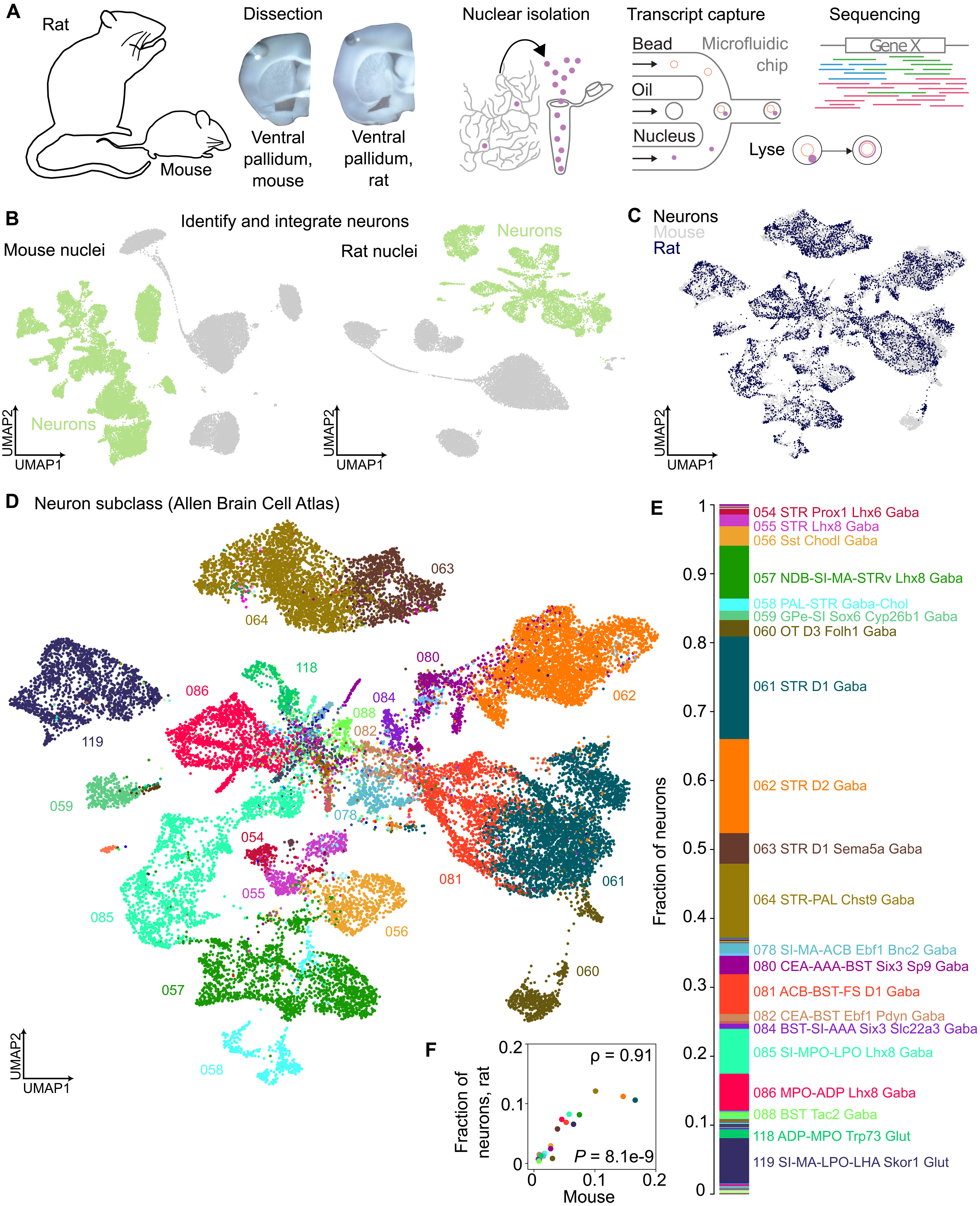 Single-cell sequencing of rodent ventral pallidum reveals diverse neuronal subtypes with noncanonical interregional continuity