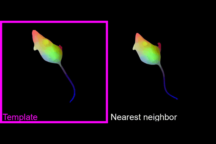 A foundational surface model of the mouse