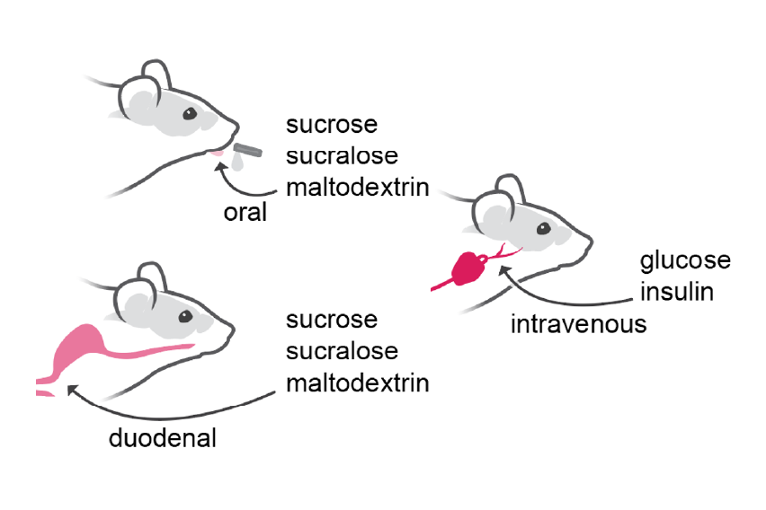 Sensory routes and glucose predictions